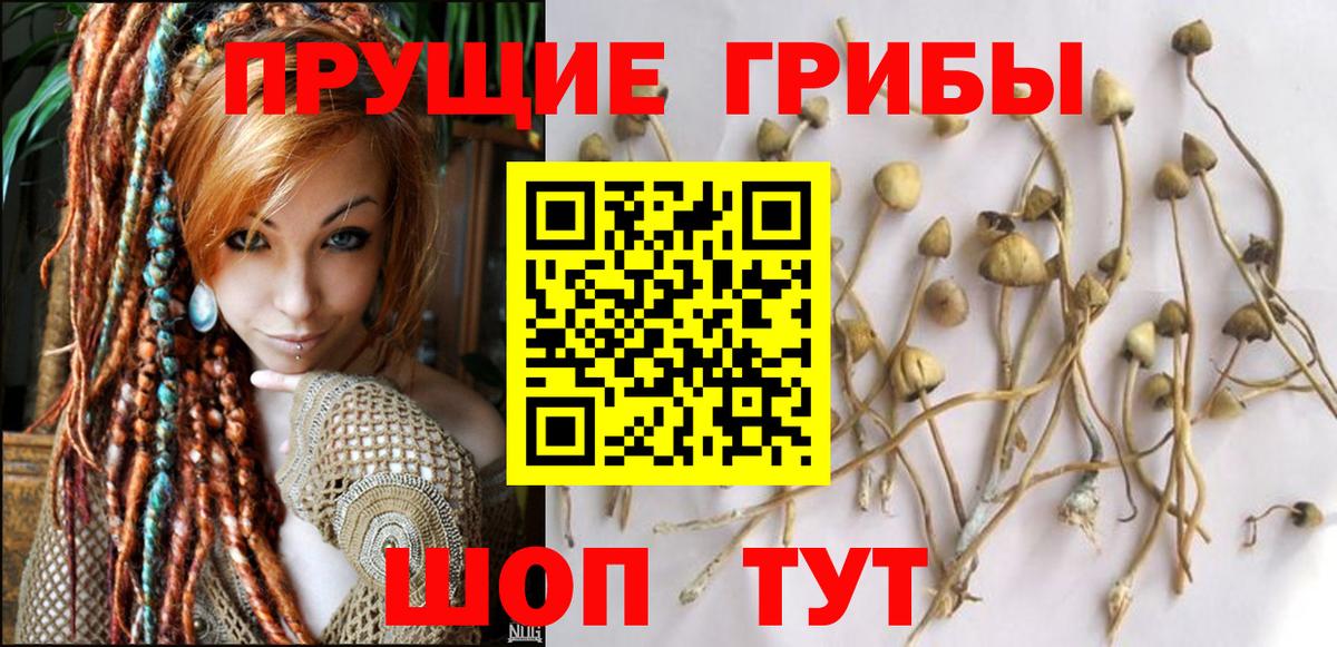 Грозный  Псилоцибиновые грибы MAGIC MUSHROOMS  Вход с VPN 